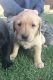 Labrador Retriever Puppies for sale in Sammamish, WA, USA. price: NA