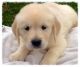 Labrador Retriever Puppies for sale in San Marcos, TX, USA. price: NA