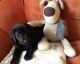 Labrador Retriever Puppies for sale in 340 S 600 W, Salt Lake City, UT 84101, USA. price: NA