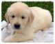 Labrador Retriever Puppies for sale in New York Stock Exchange, New York, NY 10005, USA. price: NA