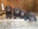 Labrador Retriever Puppies for sale in Granville, OH 43023, USA. price: NA