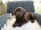Labrador Retriever Puppies for sale in Paris, TX 75461, USA. price: NA