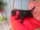 Labrador Retriever Puppies for sale in Eatonville, WA 98328, USA. price: NA