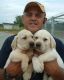 Labrador Retriever Puppies for sale in Maryland City, MD, USA. price: $300