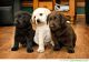 Labrador Retriever Puppies for sale in KY-227, Owenton, KY 40359, USA. price: NA
