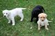 Labrador Retriever Puppies for sale in Clarks Summit, PA 18411, USA. price: $400