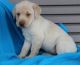 Labrador Retriever Puppies for sale in Escondido, CA, USA. price: NA