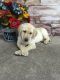 Labrador Retriever Puppies for sale in 4520 NY-89, Seneca Falls, NY 13148, USA. price: NA