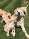 Labrador Retriever Puppies for sale in NJ-17, Paramus, NJ 07652, USA. price: NA