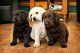 Labrador Retriever Puppies for sale in Louisville, KY, USA. price: $500