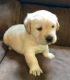 Labrador Retriever Puppies for sale in Roanoke, VA, USA. price: $900