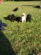 Labrador Retriever Puppies for sale in St Paul, MN, USA. price: NA