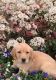 Labrador Retriever Puppies for sale in Bountiful, UT 84010, USA. price: NA