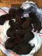 Labrador Retriever Puppies for sale in Delaware, OH 43015, USA. price: NA