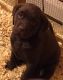Labrador Retriever Puppies for sale in Acushnet, MA, USA. price: $1,000