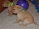 Labrador Retriever Puppies for sale in Buffalo, NY, USA. price: NA