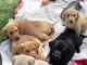 Labrador Retriever Puppies for sale in Wills Point, TX 75169, USA. price: NA