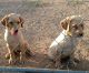 Labrador Retriever Puppies for sale in Wittmann, AZ 85361, USA. price: NA