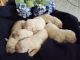 Labrador Retriever Puppies for sale in Richmond, VA, USA. price: $900