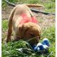 Labrador Retriever Puppies for sale in Lawrenceville, GA, USA. price: NA