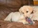 Labrador Retriever Puppies for sale in Bristol, ME, USA. price: NA