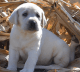 Labrador Retriever Puppies for sale in Jacksonville, FL 32238, USA. price: NA