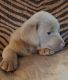 Labrador Retriever Puppies for sale in Cincinnati, OH, USA. price: $1,000