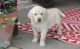 Labrador Retriever Puppies for sale in Bozeman, MT, USA. price: NA