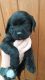 Labrador Retriever Puppies for sale in Missouri City, TX, USA. price: NA
