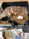 Labrador Retriever Puppies for sale in Missouri City, TX, USA. price: $600