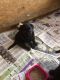 Labrador Retriever Puppies for sale in Missouri City, TX, USA. price: $600