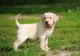 Labrador Retriever Puppies for sale in Rice, MN 56367, USA. price: NA