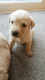 Labrador Retriever Puppies for sale in Bronx, NY, USA. price: NA