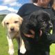 Labrador Retriever Puppies for sale in 10001 US-4, Whitehall, NY 12887, USA. price: NA