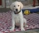 Labrador Retriever Puppies for sale in Brunswick, OH 44212, USA. price: $500