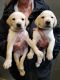 Labrador Retriever Puppies for sale in Florence St, Denver, CO, USA. price: NA