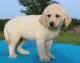 Labrador Retriever Puppies for sale in Abbeville, SC 29620, USA. price: NA