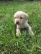 Labrador Retriever Puppies for sale in Tazewell, TN 37879, USA. price: $500