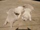 Labrador Retriever Puppies for sale in McHenry, IL, USA. price: $1,200