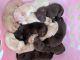 Labrador Retriever Puppies for sale in McHenry, IL, USA. price: $900