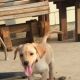 Labrador Retriever Puppies for sale in Silver Spring, MD, USA. price: $450