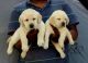 Labrador Retriever Puppies for sale in 34 Hamilton St, Albany, NY 12207, USA. price: NA