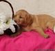 Labrador Retriever Puppies for sale in Nevada St, Newark, NJ 07102, USA. price: $400