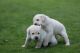 Labrador Retriever Puppies for sale in Mechanicsburg, PA, USA. price: NA