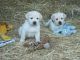 Labrador Retriever Puppies for sale in Toronto, ON, Canada. price: NA