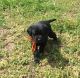 Labrador Retriever Puppies for sale in Cincinnati, OH, USA. price: $750