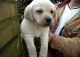 Labrador Retriever Puppies for sale in Albuquerque, NM 87101, USA. price: $350