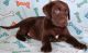 Labrador Retriever Puppies for sale in Vancouver, WA, USA. price: $600