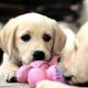 Labrador Retriever Puppies for sale in Centreville, VA, USA. price: NA