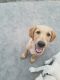 Labrador Retriever Puppies for sale in Weeki Wachee, FL, USA. price: NA